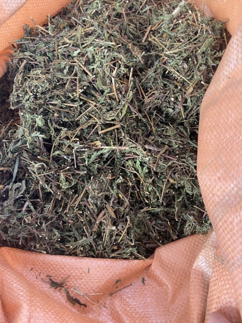 软肝草