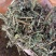软肝草