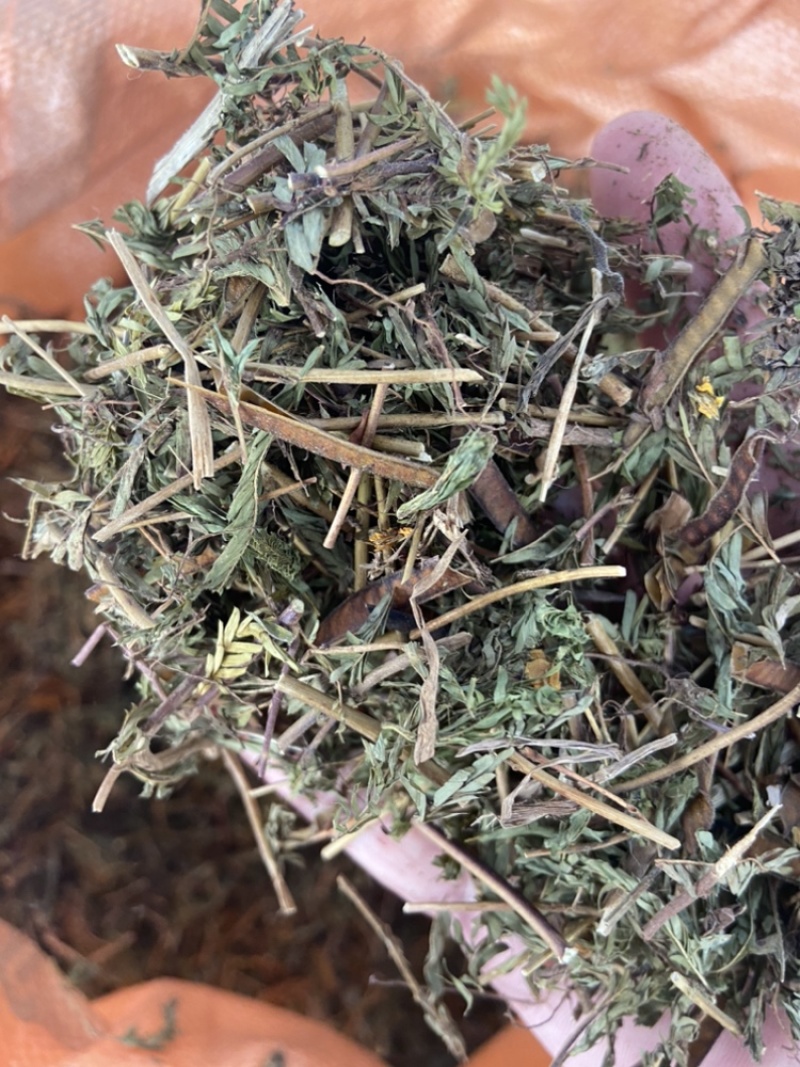 软肝草