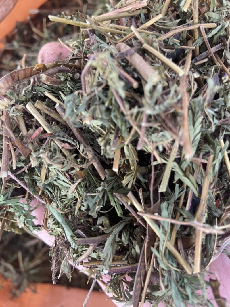 软肝草