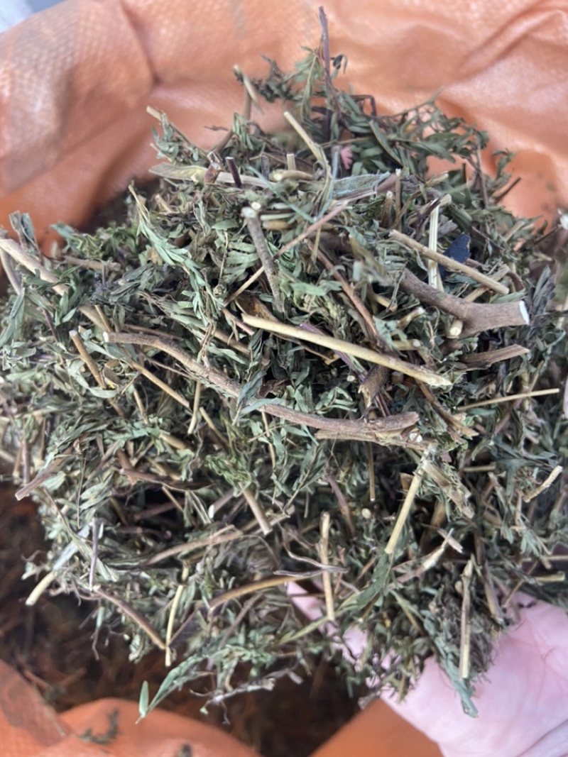 软肝草