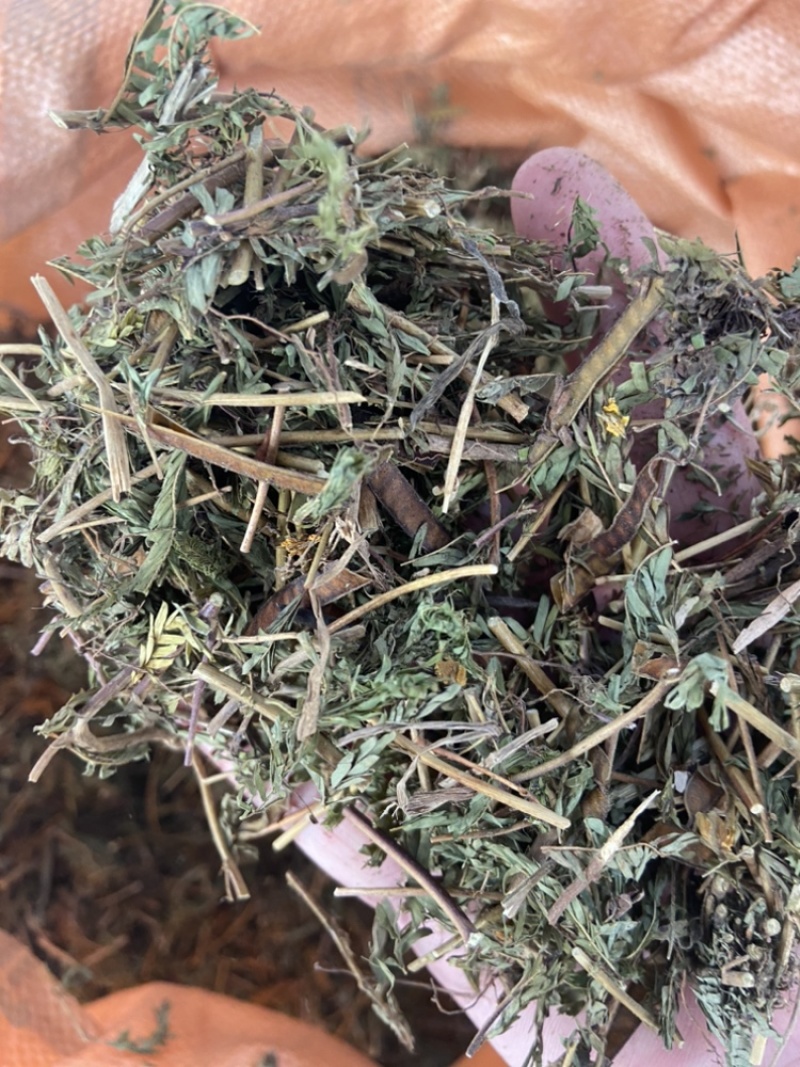 软肝草