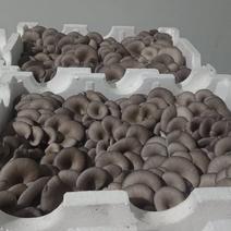 江西平菇种植基地直发，货量充足质量保证，量大价优视频看货