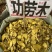 土黄连功劳木
