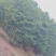 8月份松子成熟成片野松塔