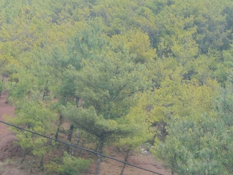 8月份松子成熟成片野松塔