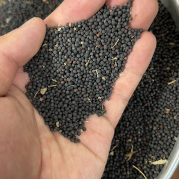 2025年江苏南通新货烘干菜籽