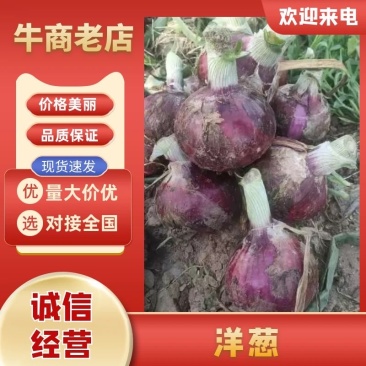 洋葱二红洋葱产地直发可代收入库市场商超均可发货