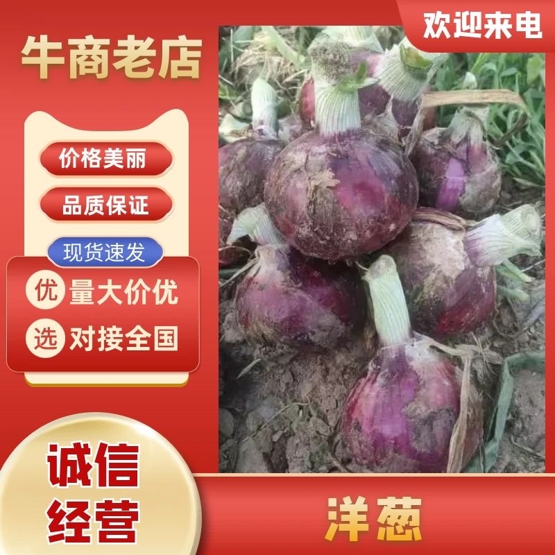 洋葱二红洋葱产地直发可代收入库市场商超均可发货