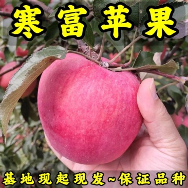 寒富苹果树苗基地现起现发东北耐寒苹果树苗辽宁果树苗