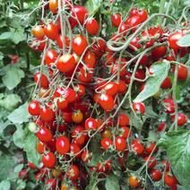 小番茄，圣女果，小西红柿