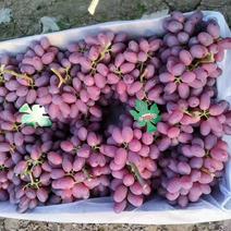 产地葡萄大量供货。货多量大。全国各地可提供各种包装