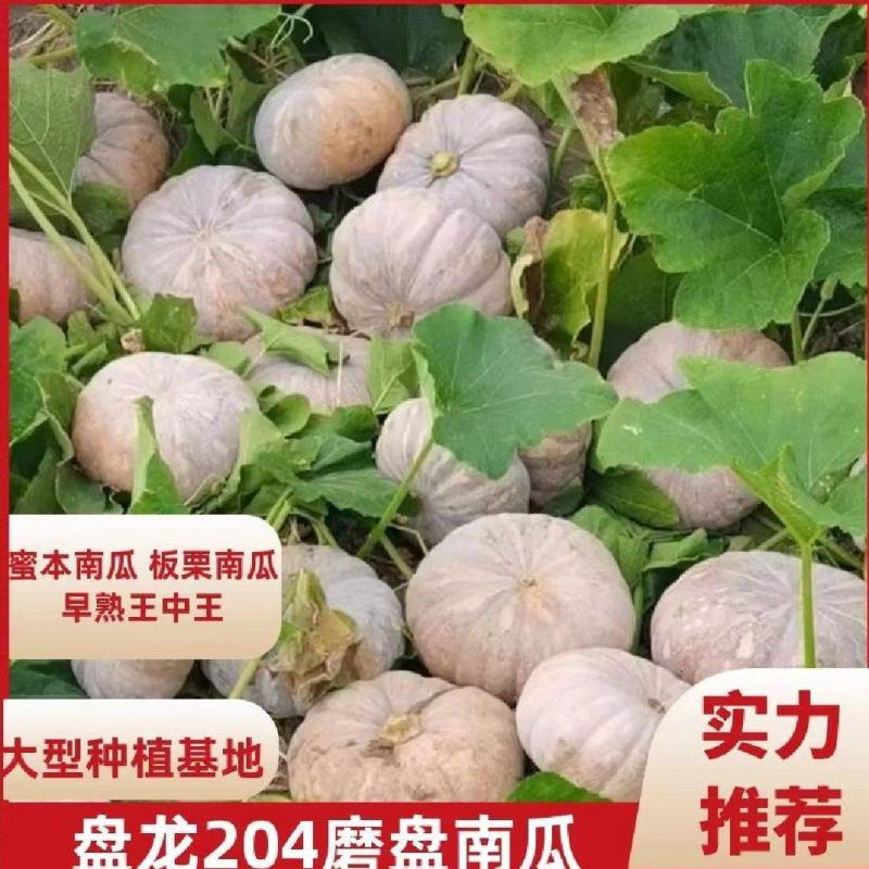 盘龙204南瓜磨盘小南瓜超市养殖南瓜工厂电商南瓜