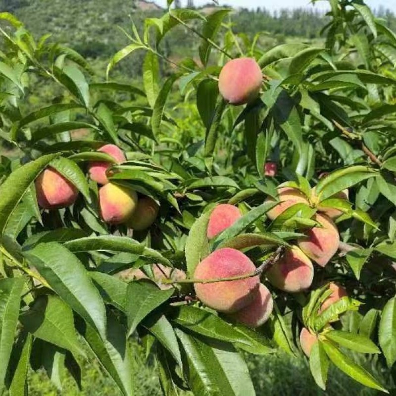 精选血桃，中桃24血桃大量上市一手货源基地直发视频看货