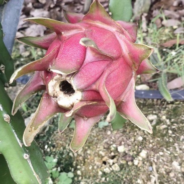 火龙果