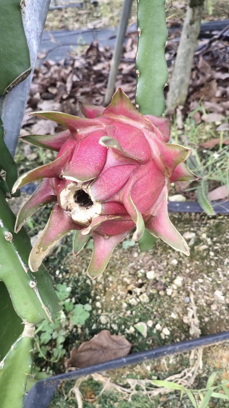火龙果