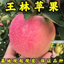 王林苹果树苗基地现起现发耐寒新品种苹果树苗辽宁果树苗