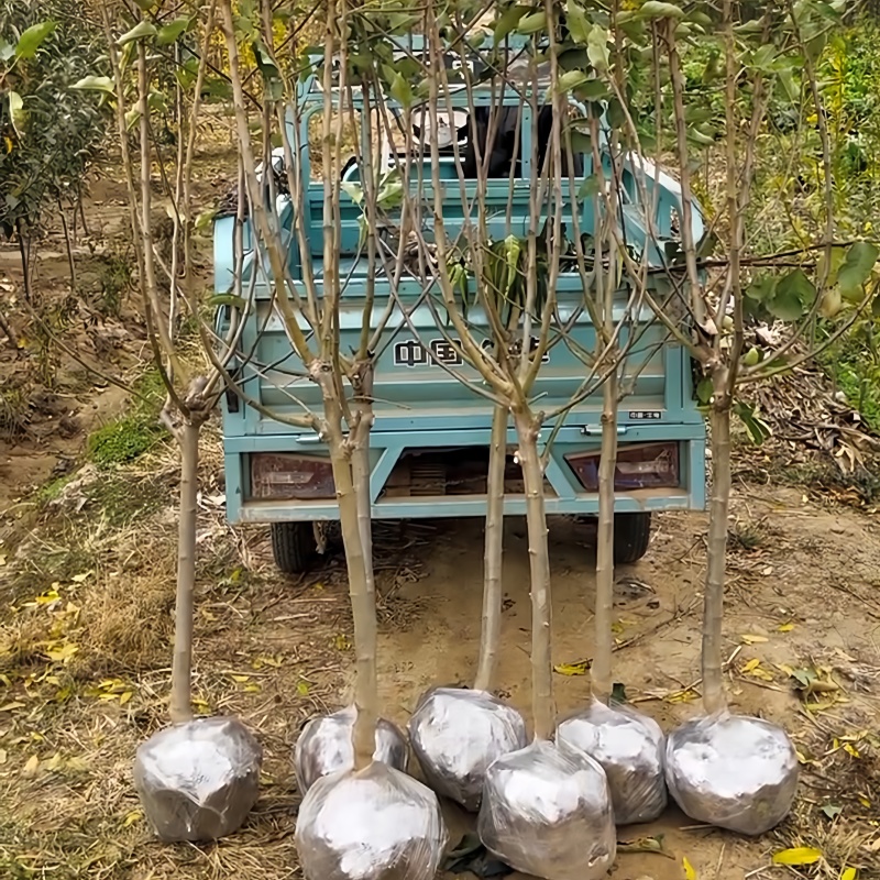 王林苹果树苗基地现起现发耐寒新品种苹果树苗辽宁果树苗