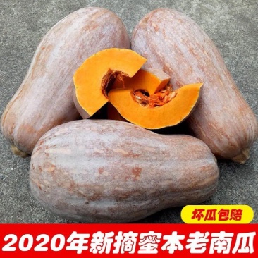 金韩蜜本南瓜全黄老南瓜大南瓜电商工厂养殖小南瓜
