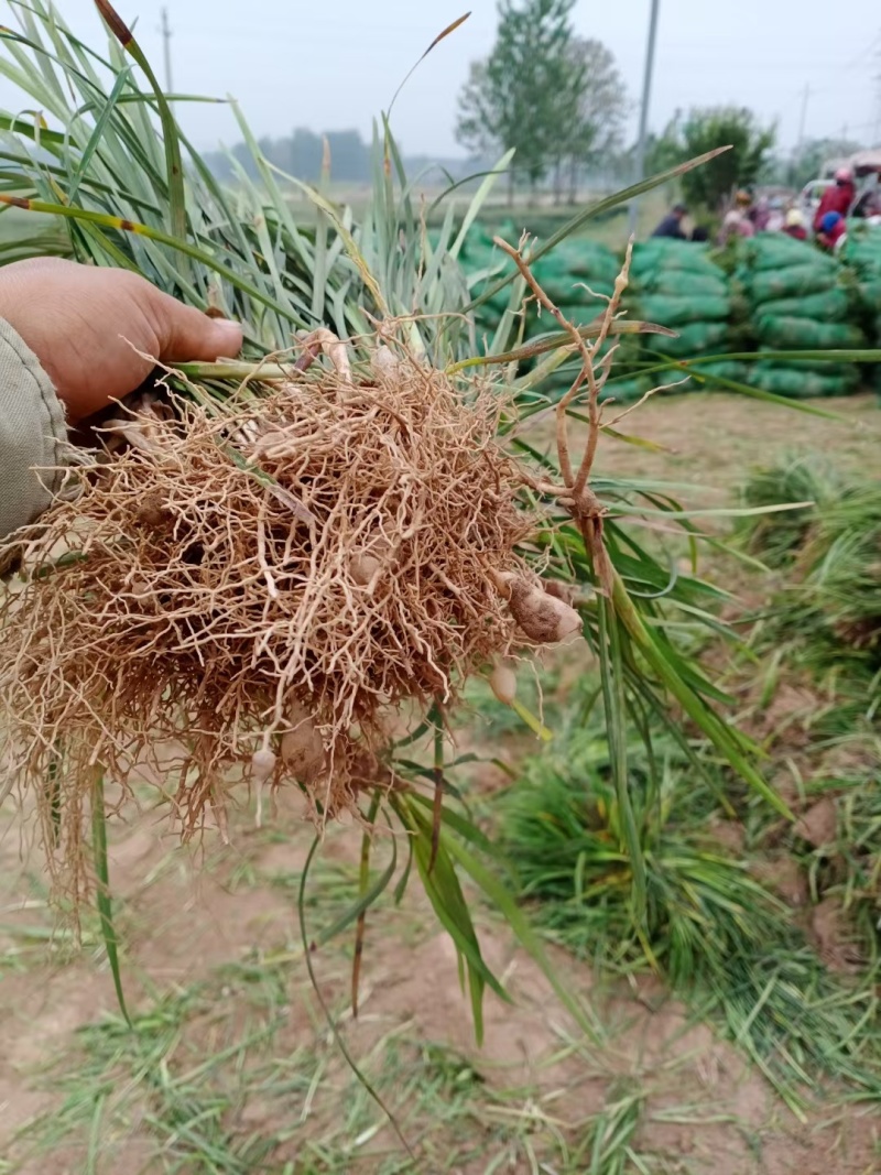 大量出售精品麦冬草基地直发一手货源量大从优欢迎电联