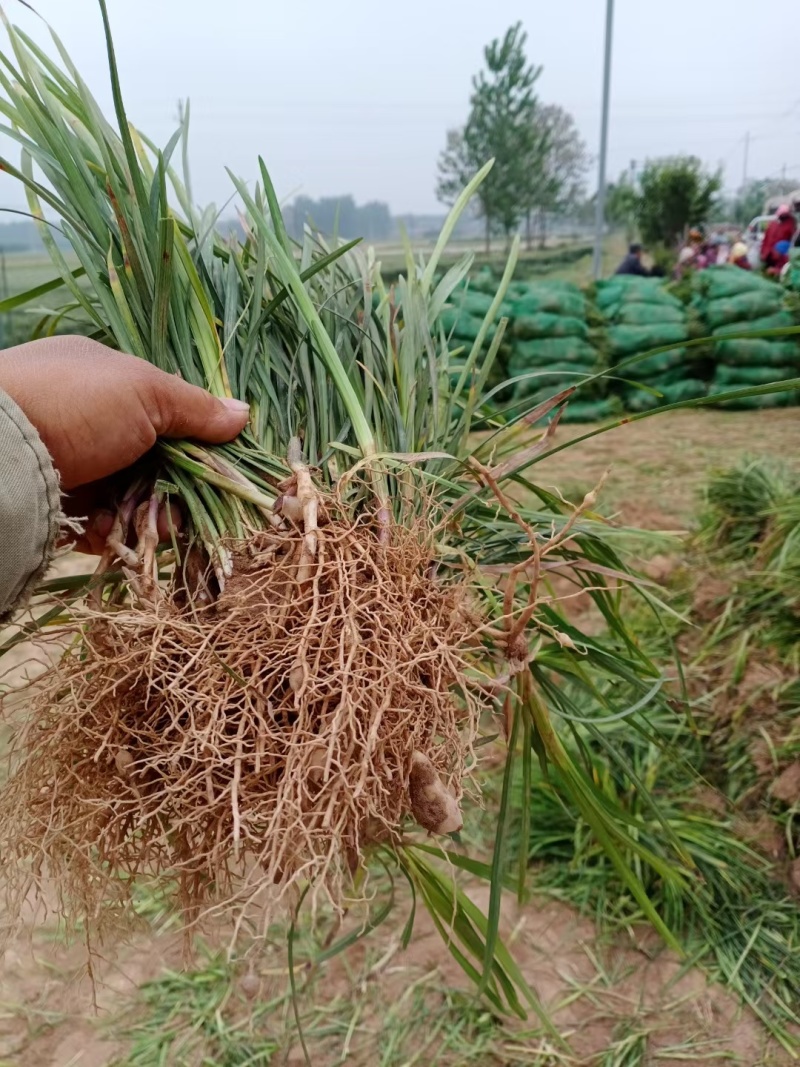 大量出售精品麦冬草基地直发一手货源量大从优欢迎电联