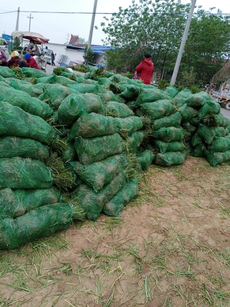 大量出售精品麦冬草基地直发一手货源量大从优欢迎电联