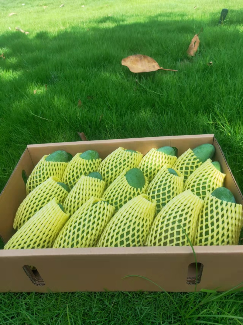 百色芒果一件代发