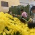 百色芒果一件代发