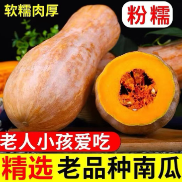 新鲜全黄老南瓜金韩蜜本南瓜电商养殖南瓜工厂南瓜