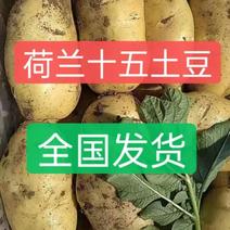 山东精品《荷兰十五黄心》土豆产地直发保质量需要的老板