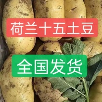 山东精品《荷兰十五黄心》土豆产地直发保质量需要的老板联系