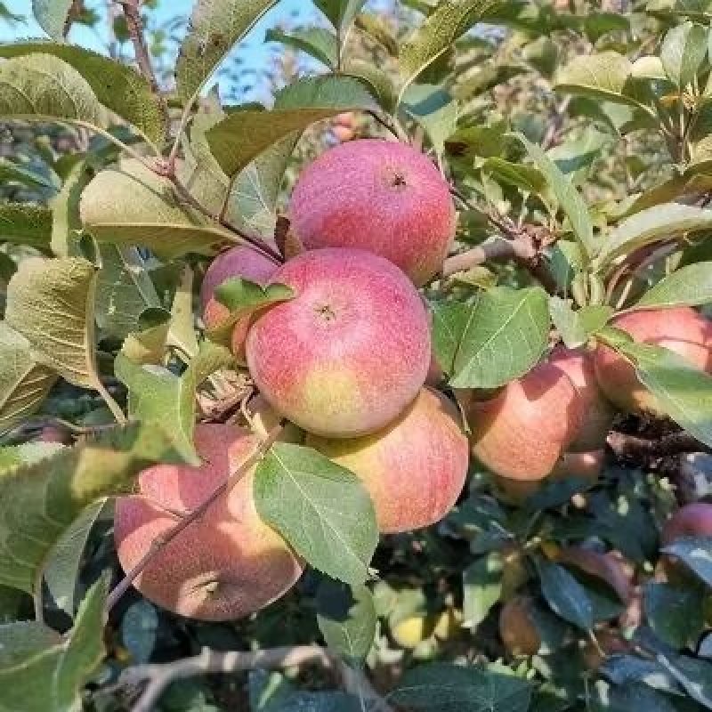 正品国光苹果苗品种纯真树苗基地现起现发货成活率高