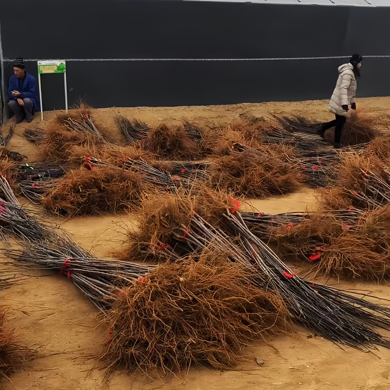 正品国光苹果苗品种纯真树苗基地现起现发货成活率高