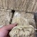 养肝草展会地摊电商养肝草龙须根粤北养肝草