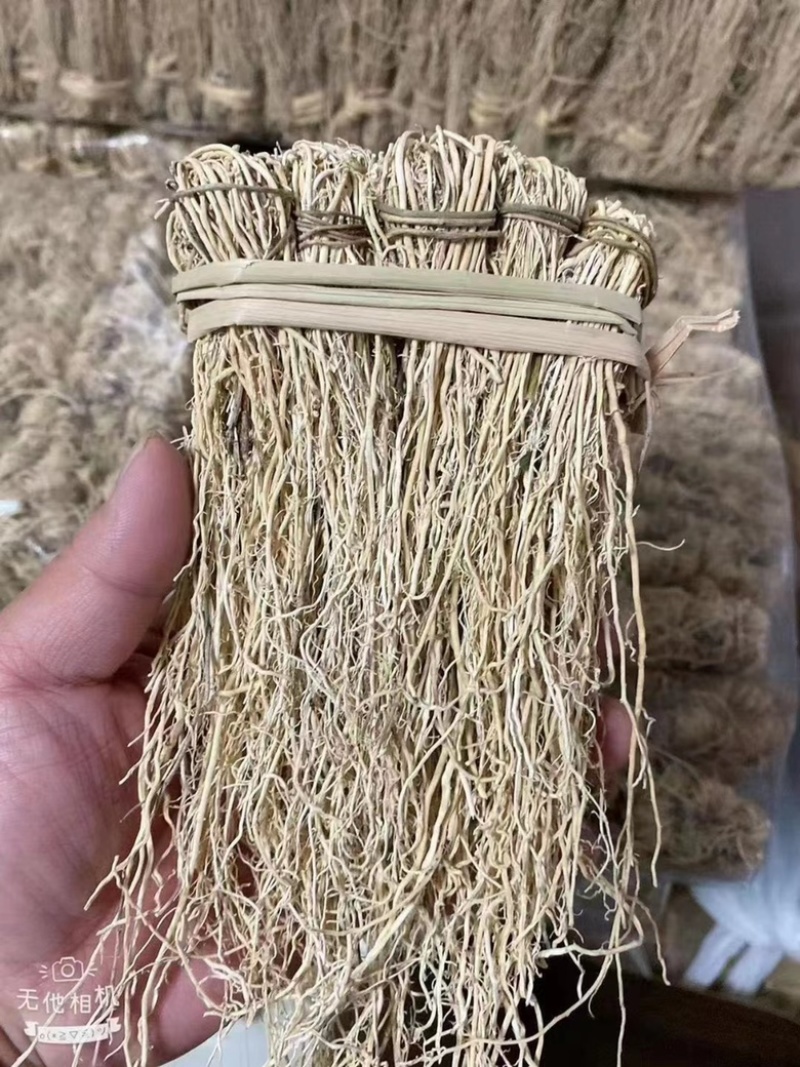 养肝草展会地摊电商养肝草龙须根粤北养肝草