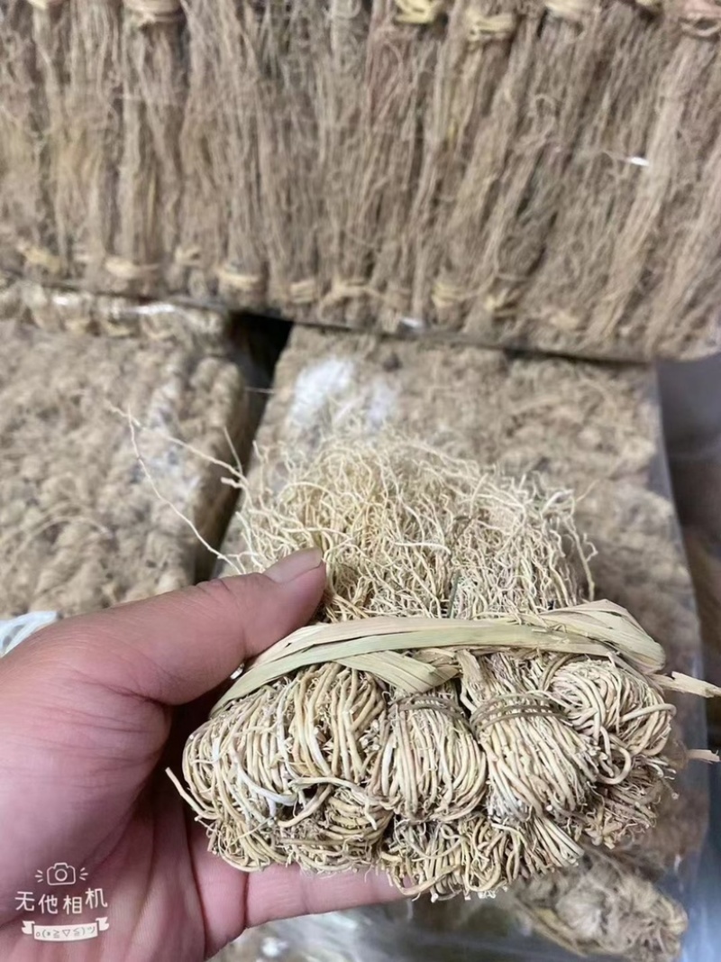 养肝草展会地摊电商养肝草龙须根粤北养肝草
