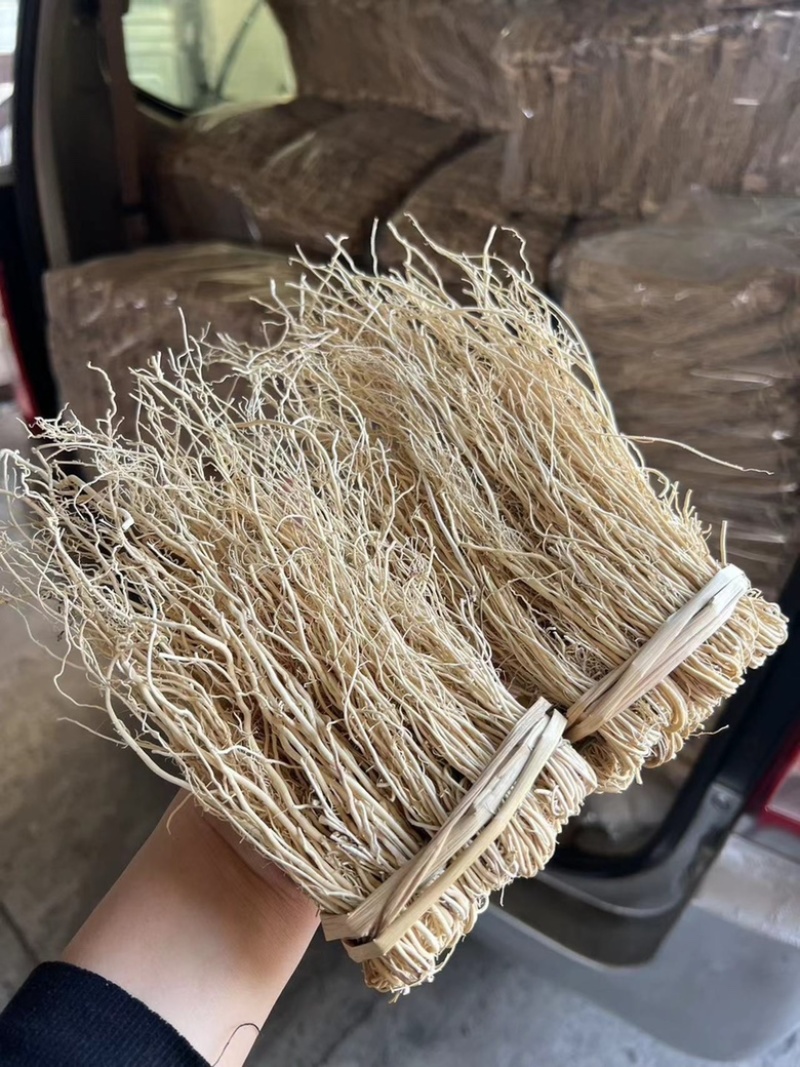 养肝草展会地摊电商养肝草龙须根粤北养肝草