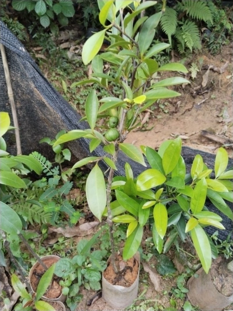 正宗岭南山竹树苗可食用清香南方种植室外花园地带土带叶广西