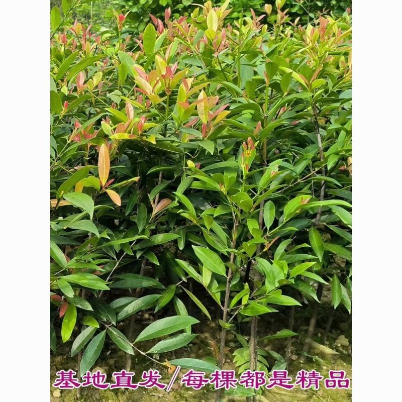 正宗岭南山竹树苗可食用清香南方种植室外花园地带土带叶广西