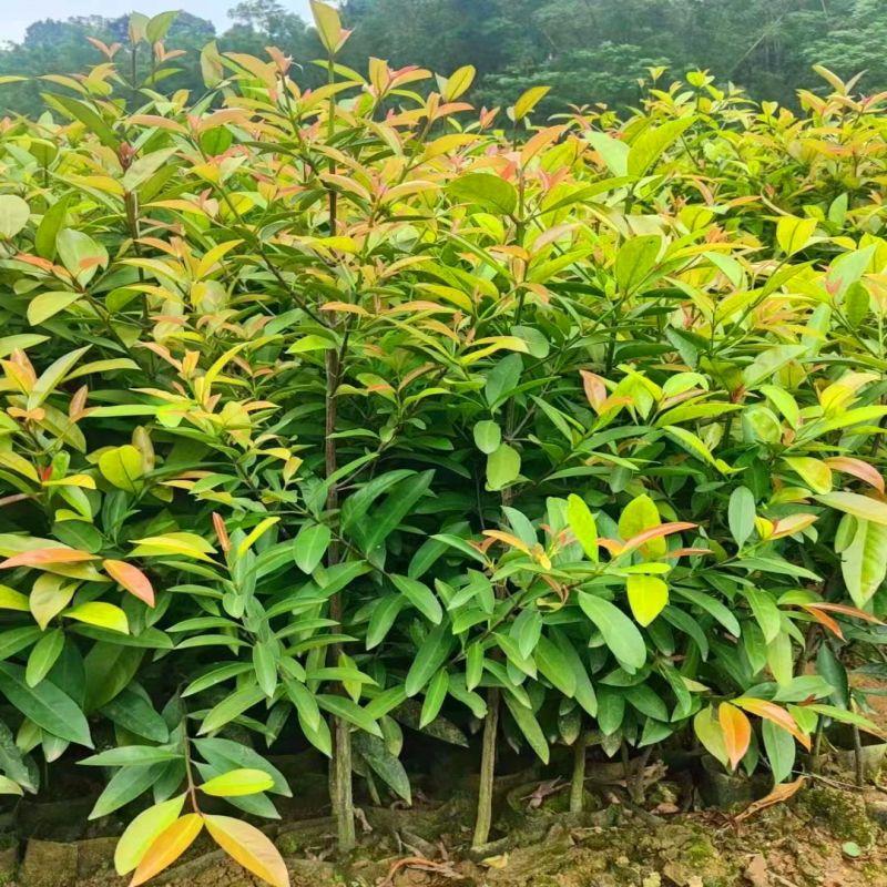 正宗岭南山竹树苗可食用清香南方种植室外花园地带土带叶广西