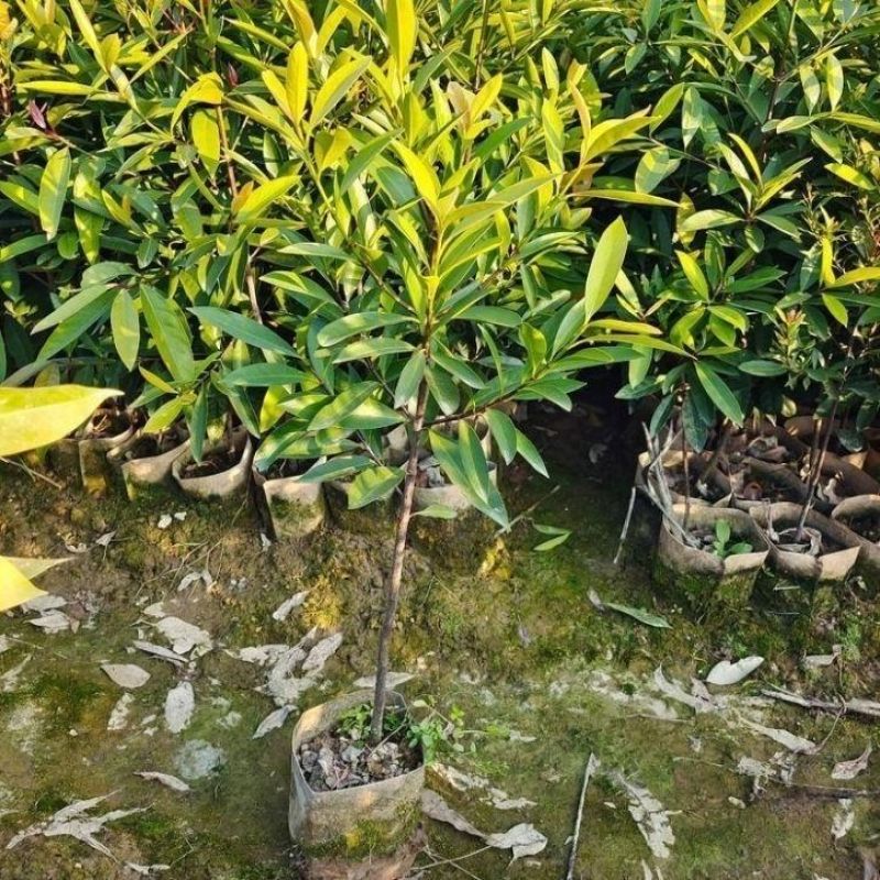 正宗岭南山竹树苗可食用清香南方种植室外花园地带土带叶广西