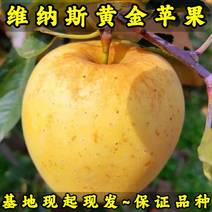 维纳斯黄金苹果树苗现起现发耐寒新品种苹果树苗辽宁果树苗
