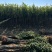 龙丰果树苗现起现发东北耐寒新品种苹果树苗辽宁果树苗