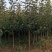 龙丰果树苗现起现发东北耐寒新品种苹果树苗辽宁果树苗
