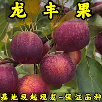 龙丰果树苗现起现发东北耐寒新品种苹果树苗辽宁果树苗