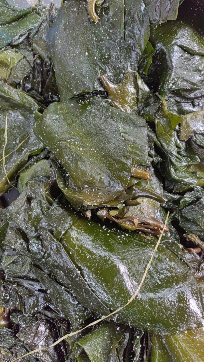 荣成盐渍海带头，水洗精品泡发货，可泡发30斤