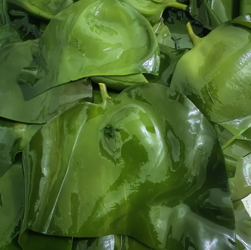 荣成盐渍海带头，水洗精品泡发货，可泡发30斤