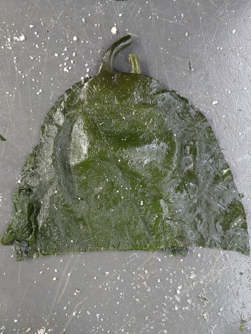 荣成盐渍海带头，水洗精品泡发货，可泡发30斤