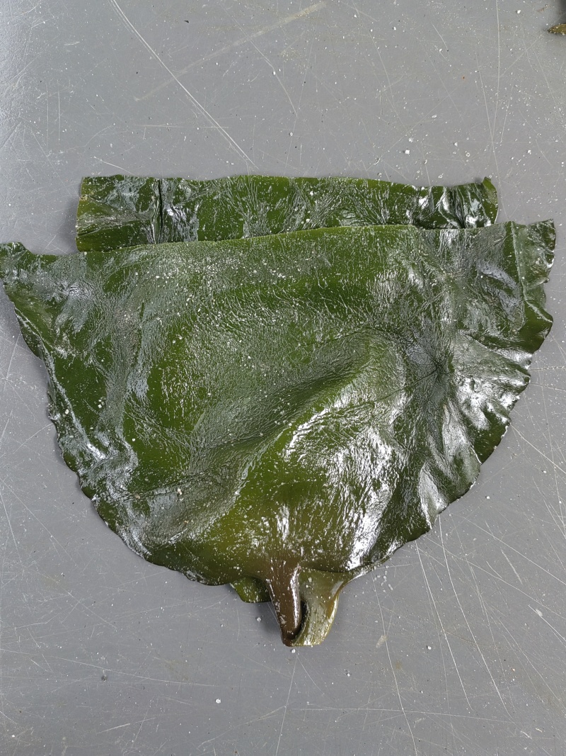 荣成盐渍海带头，水洗精品泡发货，可泡发30斤