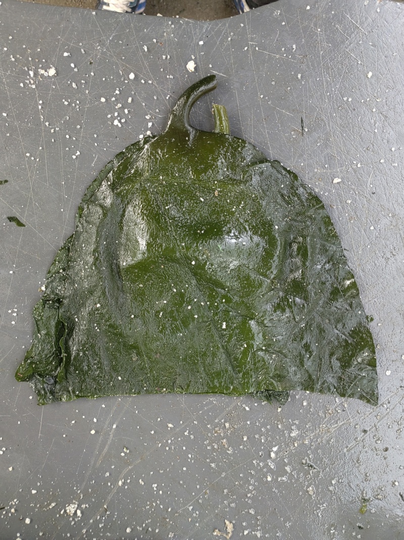 荣成盐渍海带头，水洗精品泡发货，可泡发30斤
